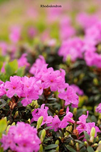 Rhododendron: Cool Rhododendron notebook - Travel Journal to write in - 120 pages - 6x9