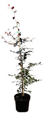 Fagus sylvatica 'Purpurea' 100-125 cm - Blutbuche, purpurrote Blätter, ideal als Solitärbaum, winterhart, pflegeleicht