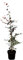 Fagus sylvatica 'Purpurea' 100-125 cm - Blutbuche, purpurrote Blätter, ideal als Solitärbaum, winterhart, pflegeleicht