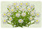 XDVPALNE Edelweiss Schweizer Bergblumen, Wandkunstdrucke, Metallschild, Dekor, Wandbehang, Gemälde für Heimdekoration, 20 x 30 cm