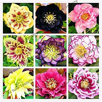 Potseed Elleboro (Rosa di Natale) Helleborus Niger Seme di Fiore della novità vegetali 100 Pz