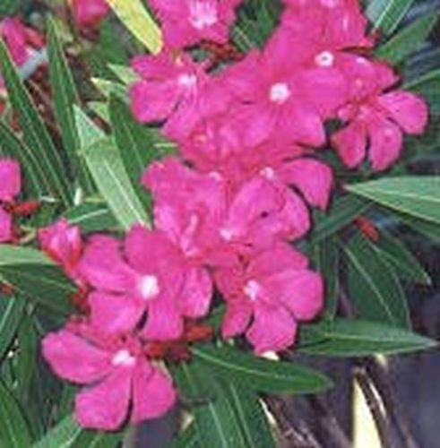 Red Hardy Oleander 20 seeds