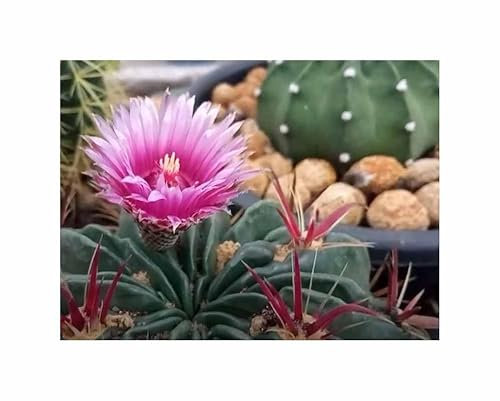 Pcs - 10x Ferocactus Latispinus Cactus Moyenne Zierkaktus Plantes - Graines ID1704 - Seeds & Plants Shop by Ipsa
