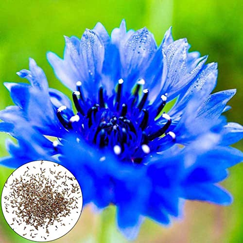 Benoon Semi di fiori di fiordaliso blu 100 pz/set, semi saporiti dello stelo verde verde che fioriscono semi saporiti per il balcone Blu
