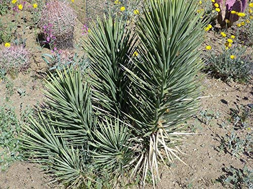 Neue 10 halbfrische Yucca Brevifolia-Pflanzen