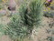 Neue 10 halbfrische Yucca Brevifolia-Pflanzen