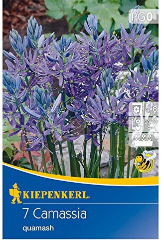 Prärielilie blau, Camassia quamash, Nahrungsquelle für Nützlinge