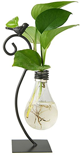 Marbrasse Desktop Glass Planter Hydroponics Vase,Planter Bulb Vase with Holder for Home Decoration,Modern Creative Bird Plant Terrarium Stand, Scindapsus Container (Bulb Vase)