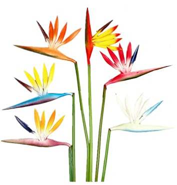 Lot de 6 fleurs artificielles de 6 couleurs,Oiseau du paradis,Fleurs permanentes,58cm Bouquets de fleurs tropicales d'imitation pour fond de mariage,centre de table,arrangement de plantes multicolore
