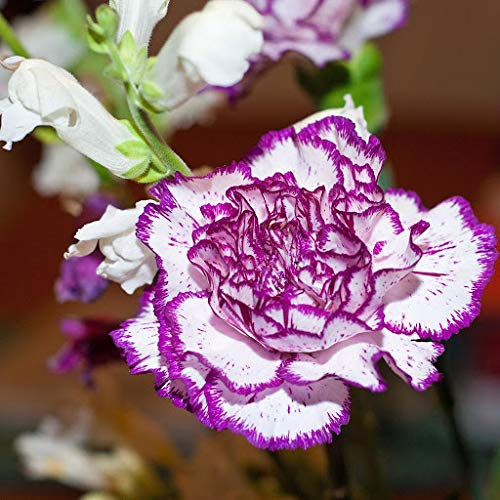 Huifang Fresh 100pcs Nelken Blumensamen zum Pflanzen von Weiß Lila