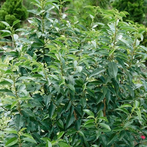 Portugiesischer Lorbeer 'Angustifolia', 35er-Set, Höhe 40-60 cm, Topf 4,6 Liter