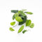 Pianta vera di Pothos pictus Jade - Diametro Vaso Ø 14 cm