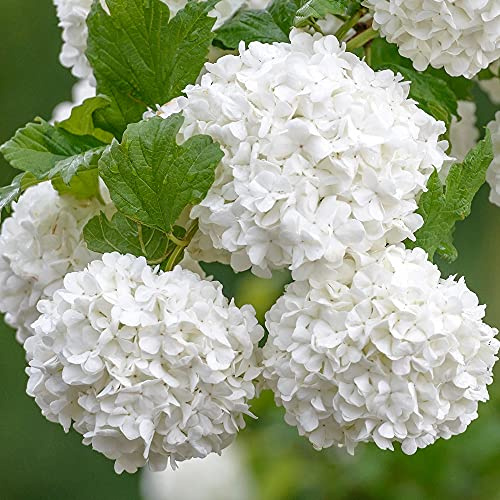 Viburnum Roseum - Sureau rouge | Arbuste à fleurs en pot, à feuilles caduques pour le jardin