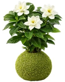 Kokedama Natural Jazmín del Cabo Gardenia Jasminoides Planta Viva Interior | DECOALIVE