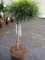Pinus mugo Varella - Zwerg-Kugelkiefer Varella Stamm 40cm