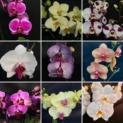 Winterhart,Seltene,Mitternachtsblau Cymbidium mehrjährig,Cymbidium Orchidee,Dekorative,Wasserbedarf gering,phalaenopsis orchidee echt,Garten.-8knolle-N