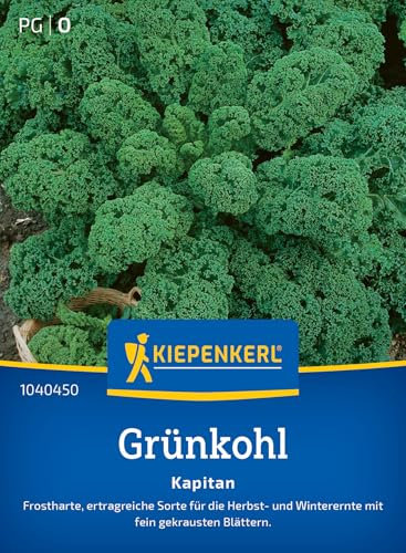Kiepenkerl Grünkohlsamen Kapitan 1040450 für 25 Pflanzen - Frosthart und ertragreich - Hochwertige Kohlsamen für Gemüsesamen-Liebhaber - Perfekt für kalte Jahreszeiten