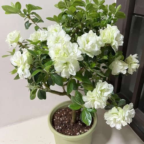 rhododendron pflanze samen, azalee samen - blumendeko flower seeds (Rhododendron) zimmerbonsai bonsai blumenwiese samen steingartenpflanzen winterhart bodendecker 300pcs