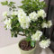 rhododendron pflanze samen, azalee samen - blumendeko flower seeds (Rhododendron) zimmerbonsai bonsai blumenwiese samen steingartenpflanzen winterhart bodendecker 300pcs