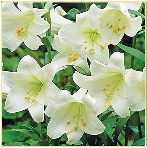 BULBI DI GIGLIO/Giglio orientale/Forte adattabilità del bulbo/Arbusti ornamentali domestici-2000bulbi:Seeds only