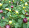 200 Samen Riesen Gewürze Spicy Red Chili Hot Pepper Samen Pflanzen Topf Bonsai-Garten Hof Balkon Pflanzensamen der neuen Ankunfts-10