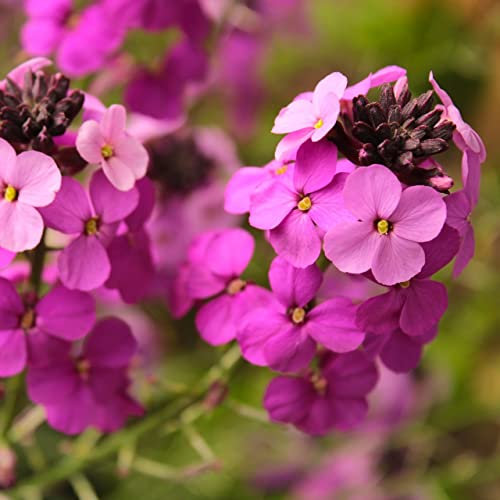 6x Goldlack 'Constant Cheer' - Erysimum ‘Constant Cheer’ - Topf 9x9cm