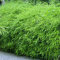 Bambou Fargesia Rufa GardenersDream – Plante de Bambou Non Traçant Formant des Touffes - Bambou Naturelle Idéale en Pot, sur la Terrasse, dans le Jardin et en Haie - Pot de 14 cm