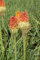 Kniphofia x praecox ca. 9x9 cm Topf - Fackellilie, orange-rote Blüten, Blütezeit Sommer, ideal für Rabatten, trockenheitsresistent, pflegeleicht