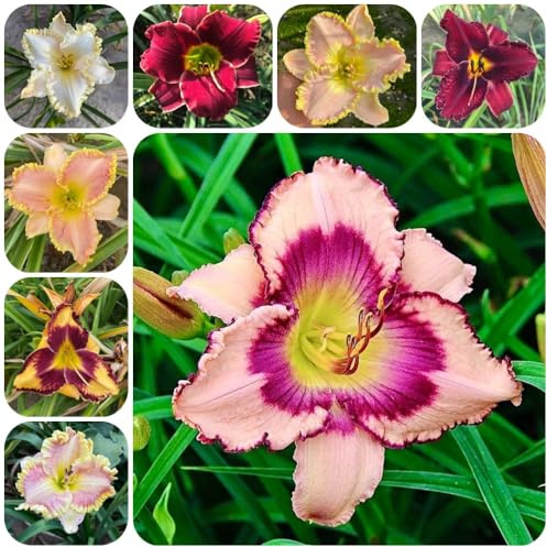 Taglilien, blumendeko Hemerocallis fulva, Taglilie, blumensamen mehrjährig winterhart wildblumensamen gartensamen 300Samen