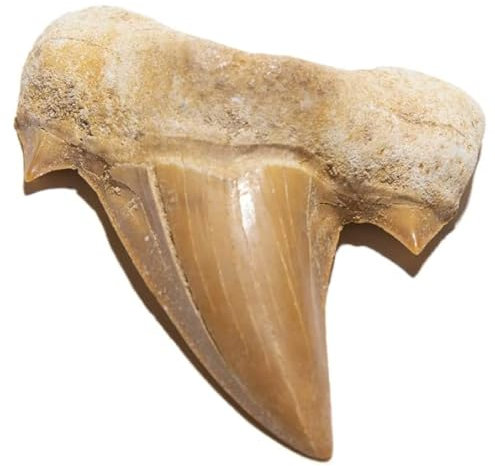 TENET - Fossilien (Hai-Zahn 2-3 cm)