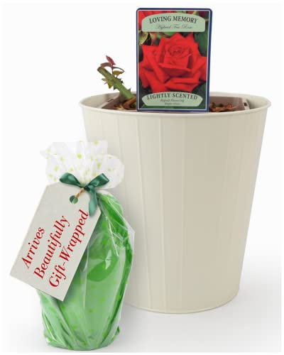Loving Memory Rose Plant – Pot Plant in A 5.5 Litre Pot, Inside A Cream Tin Planter. Beautifully Gift Wrapped. Real, Living, British Grown, Garden Ready, Indoor or Outdoor Flowers