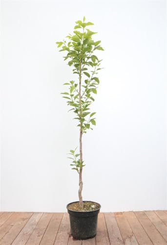 Diospyros kaki 'Vaniglia' 125-150 cm - Kaki Kakipflaume, süße Früchte, Erntezeit Oktober-November, ideal für Kübel, winterhart und pflegeleicht