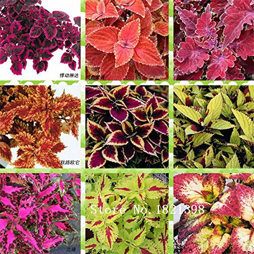 Seeds Seeds of Flowers 50pcs Black Dragon Coleus Semi Pack - Beautiful ecstatic to Seedsseed bonsai flowers, house ga: Only seeds