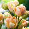 100 Stück Tulpen Samen, Tulpen Blumensamen Mehrjährig Winterhart Pflanzen, Tulpeblumen Samen, Tulpenblumen Saatgut für Garten und Balkon, Schnell Wachsend Tulpensamen, Hoher Ertrag (Champagner)