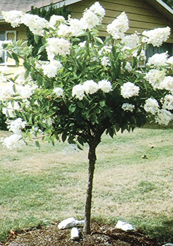 5pcs China Vanille Erdbeere Hydrangeablume Baum Samen für zu Hause Gartentopf Pflanz ausdauernde Außen Bonsai etc einfach 5 wachsen