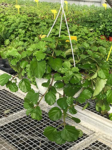 TUS PLANTAS A CASA | PLANTA DEL DINERO x 2 | TARRINA 17CM | PLANTAS NATURALES