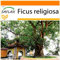 SAFLAX - Garden in the Bag - Buddha-Feige/Bodhi-Baum - 100 Samen - Mit Anzuchtsubstrat im praktischen, selbst aufstellenden Beutel - Ficus religiosa