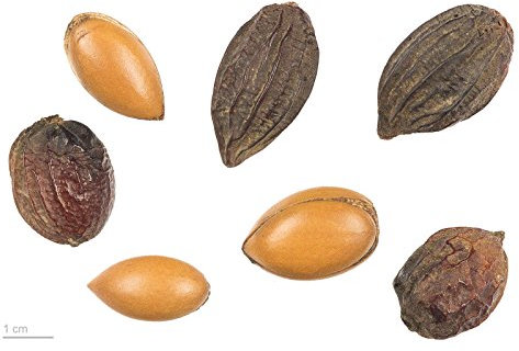 Argania spinosa - L'Argan-Nussbaum - 5 Halb