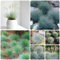 500 Pcs Blauschwingel Samen - Festuca Glauca - Ziergras Samen, Winterharte Pflanzen Bio Samen Indoor Plants, Wildkräuter Samen Blau-Schwingel Grassamen Gräser, Pflanzen Züchten
