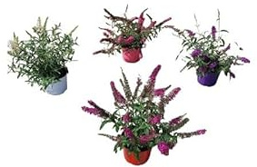 PianteWeb pw-buddleja-bianco-18