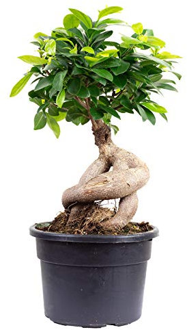Higo chino – Planta de interior fácil de limpiar, ginseng ficus – altura aprox. 40 cm, diámetro de maceta 17 cm