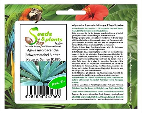 Stk - 10x Agave macroacantha Schwarzstachel Blätter blaugrau Samen B1885 - Seeds & Plants Shop by Ipsa
