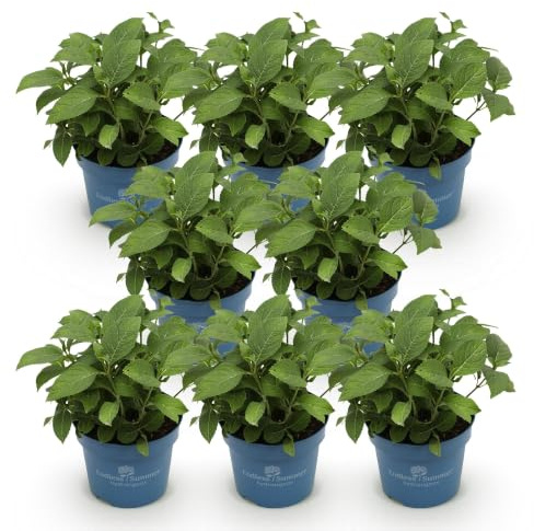 Hortensie Hydrangea Endless Summer Love Red blüht an altem & neuem 20-25 cm | winterhart rot, für Beet und Kübel, bienenfreundlich, robuster Wuchs
