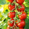 Freiland-Cherrytomate 'Philovita' F1 - Portion Samen (8 Korn)
