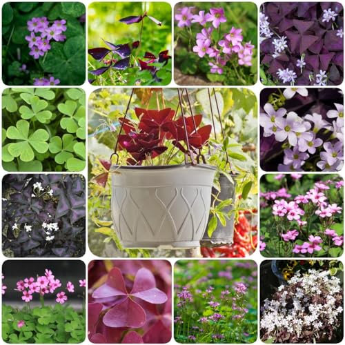 6 pcs oxalis pflanzen zwiebeln - plants blumenzwiebel winterharte stauden mehrjährig Oxalis triangularis, indoor garten wanddeko pflanzen pflanztopf pflanze geschenke für ältere