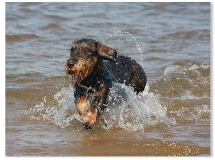 1000Pcs，Wire-Haired Dachshund at Water Play，Jigsaw Adult Decompression Game Puzzle Students Toy For Children Christmas Birthday Gifts（75x50cm）-AD27