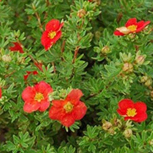 Potentilla 'Red Robin' 13cm Pot Size