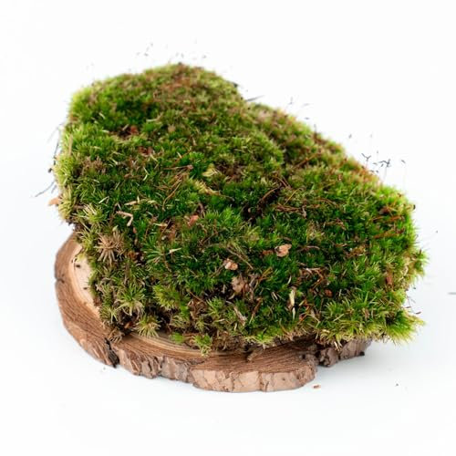 Ecodecs - Mousse Terrarium Plante, Mousse pour Fleurs, substrat Terrarium Vivante, Bloc de Mousse, Mousse Creche Noel, Mousse vegetale, Mousse Decorative Verte - Mousse Standard (1 Box 40x30cm)