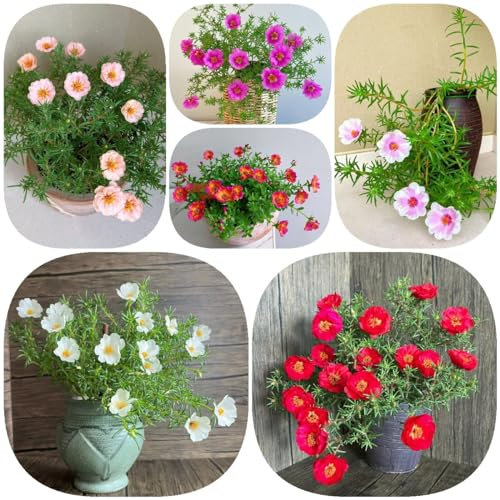 50 Pcs Moosrosen Pflanzen Samen- Portulaca Grandiflora - Moss Rose, Blumendeko, Pflanzen Für Sonnige Plätze Moosrose Portulakröschen Samen, Gartenblumen, Zimmerpflanzen Samen Blumen