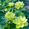 10 pcs lotus samen（lotusblume，seerose） topfpflanzen winterharte pflanzen für garten seerosen für teich teichpflanzen winterhart saatgut wasserpflanzen miniteich schwimmende teichdeko